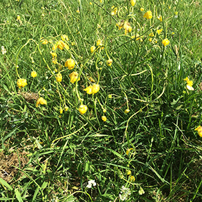 Buttercups Dying