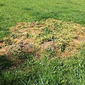 Example of DIY Weed Control That Killed the Grass Too!