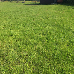 Harrow "After" 6th June Harrowed and Fertilised