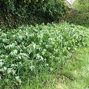 Nettles Dying