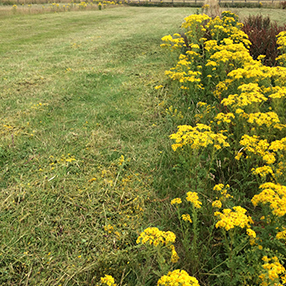 Ragwort in Field