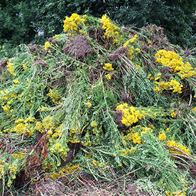 Ragwort Pile