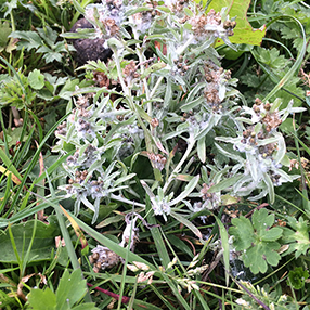 Cudweed