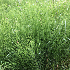 Marestail