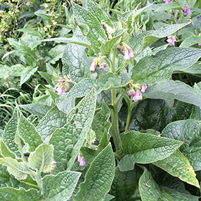 Himalyan Balsam