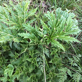 Giant Hog weed